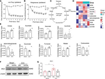 IRG1/itaconate increases IL-10 release to alleviate mechanical and thermal hypersensitivity in mice after nerve injury